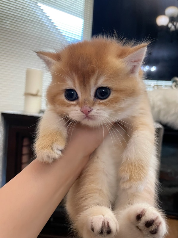 Purebred British Shorthair Kittens HURRY! Cats & Kittens for