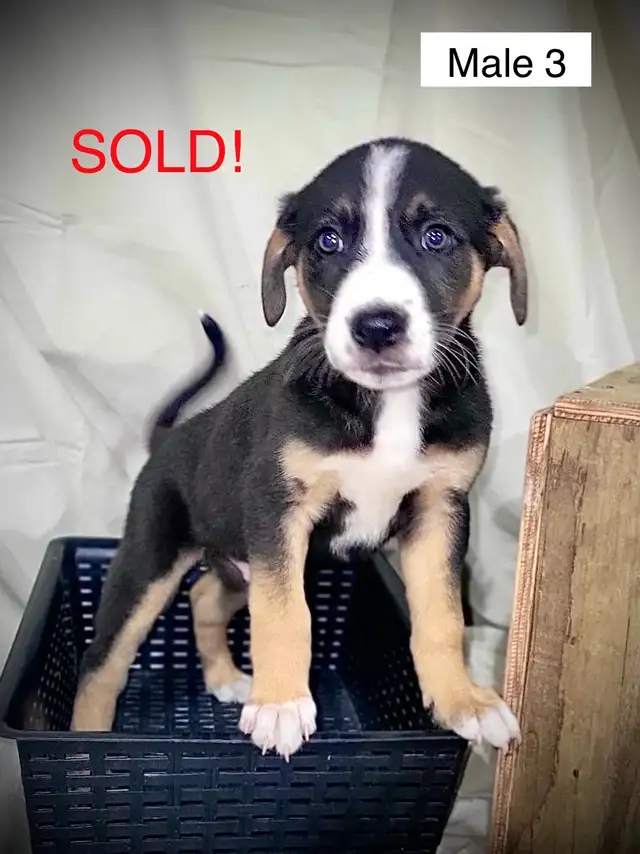 Puppies For Sale in Dogs & Puppies for Rehoming in Stratford - Image 3