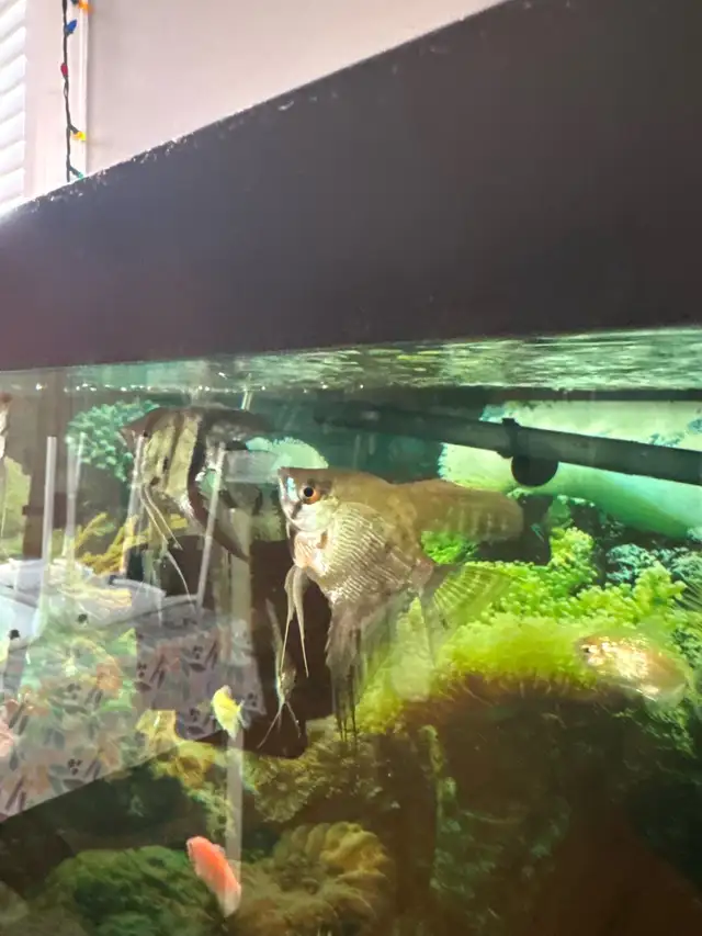 Angle Fish in Fish for Rehoming in London - Image 9