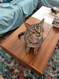 Experienced Cat Sitting & Boarding Service 