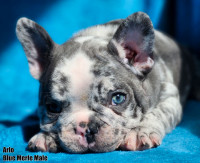 French Bulldog Puppies *ckc registered*