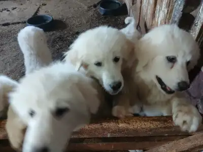Guardian Dogs Puppies for Sale, View more