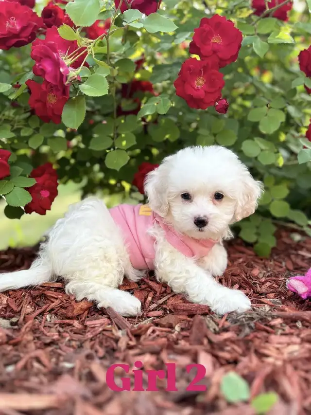 Maltese  Poodle  litter of puppies ( 1 female left ) in Dogs & Puppies for Rehoming in Ottawa - Image 3