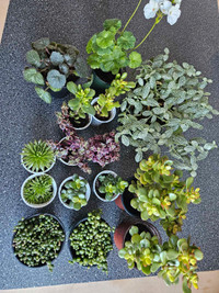 Succulents/houseplants for sale