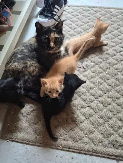 Tabby Kittens, View more
