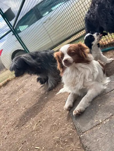 Pom x puppies, View more