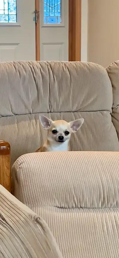 1 yr old chihuahua to rehome, View more
