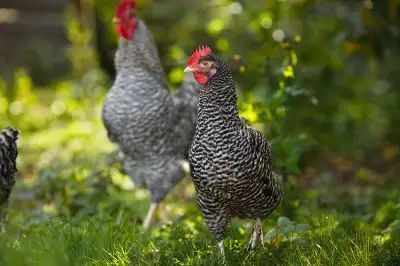 Barred Plymouth Rock Heritage Chicks, View more