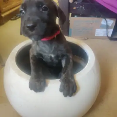 English Mastiff/Presa Canario puppies, View more