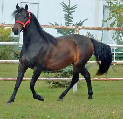 7yr old registered morgan mare. Was started on saddle but needs more training comes when called trai...