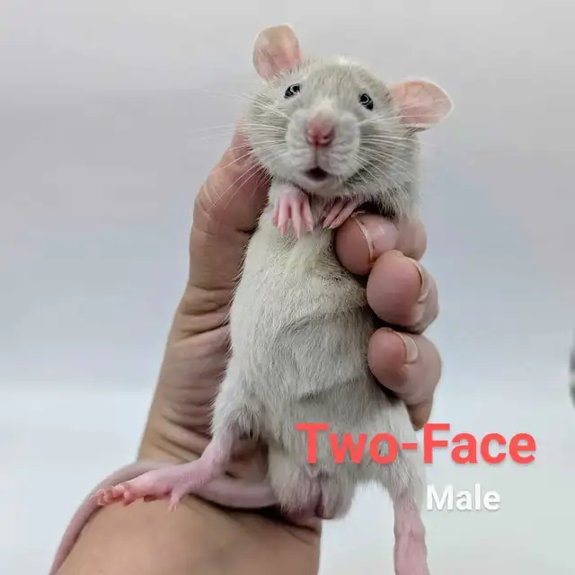 Baby Rats Available in Small Animals for Rehoming in City of Toronto - Image 3