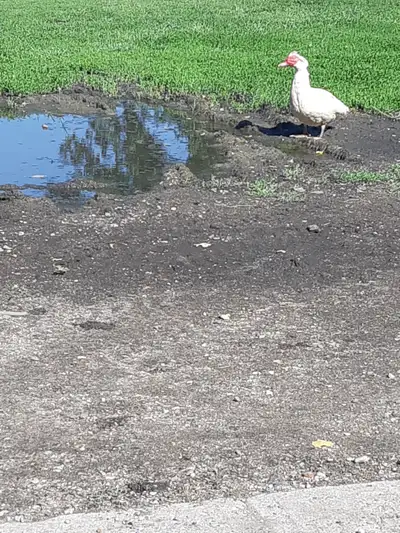 Muscovy ducklings forsale have 14 ducklings available unsexed