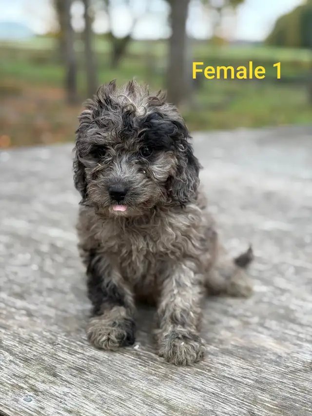 Cockapoo Puppies available | Dogs & Puppies for Rehoming | Mississauga ...