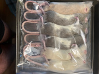 Frozen Feeder Rats 