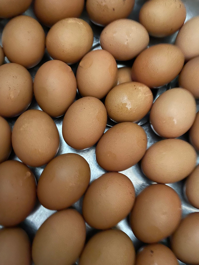 Farm eggs in Other in Strathcona County - Image 2