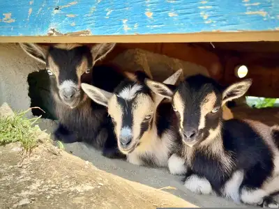 Goats!, View more