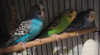 Budgies for Sale
