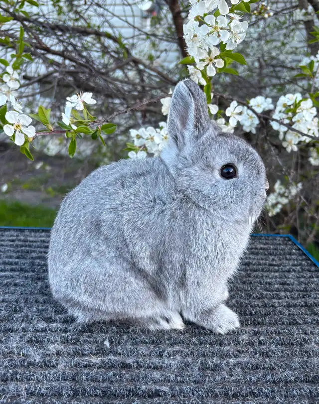 Very cute Netherland Dwarfs rabbits ready to hop in Small Animals for Rehoming in Mississauga / Peel Region - Image 9