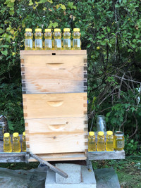 Bee supplies 