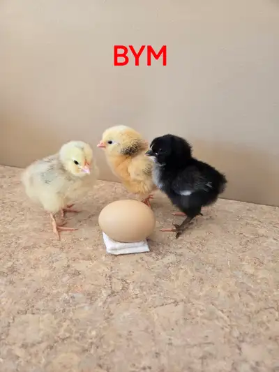 BYM Chicks for sale $5, View more