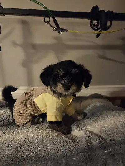 Havapom/Ewokin puppies For Sale, View more