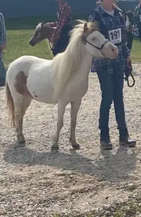 AMHR mini horse mare ISO forever home 