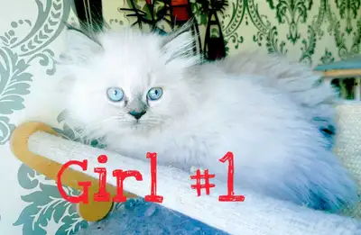 Extra fluffy purebred Himalayan kittens available, View more