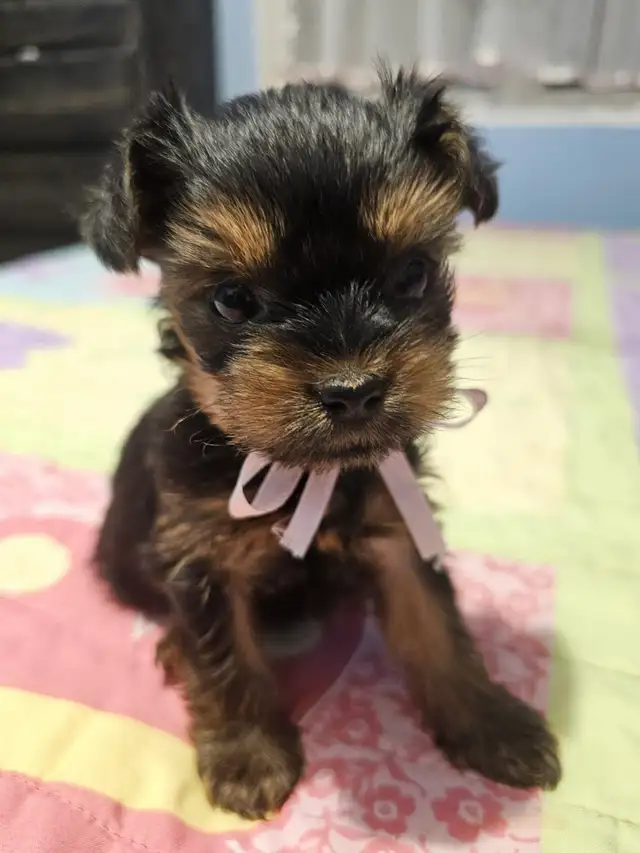 Yorkshire Terrier  puppies in Dogs & Puppies for Rehoming in City of Toronto - Image 9