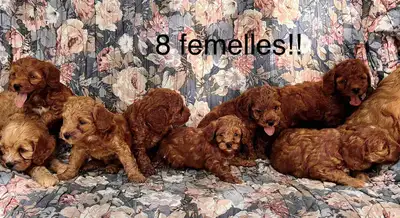 CHIOTS MINI COCKAPOO F1B PUPPIES (micropucés), View more
