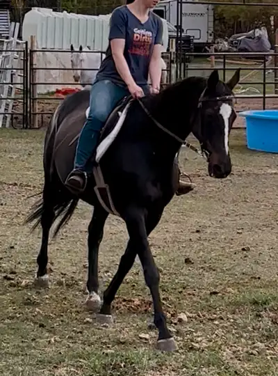 Thoroughbred Mare, View more