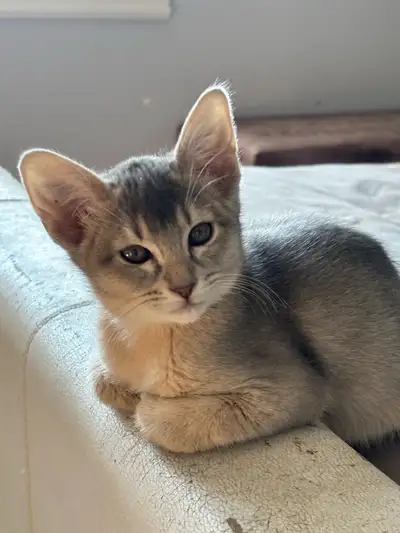 ABYSSINIAN KITTEN / CHATON ABYSSIN , View more