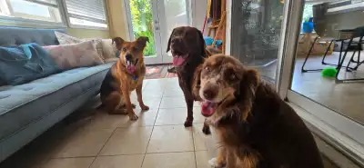 Pet Care - est 2008, View more