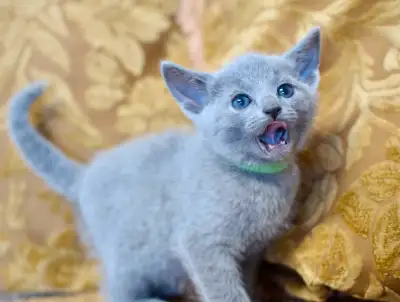 TICA Registered Russian Blue Kitten, View more