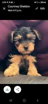 Yorkie/ Maltese Puppies for sale