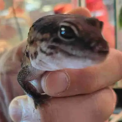 African fat tail gecko, View more