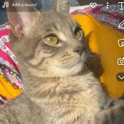 Cat for rehoming, View more