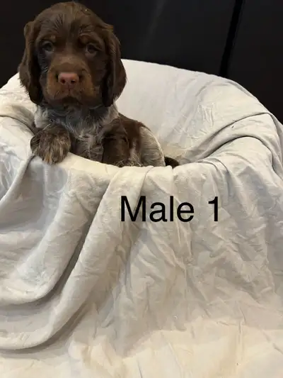 Springer Spaniels puppies, View more