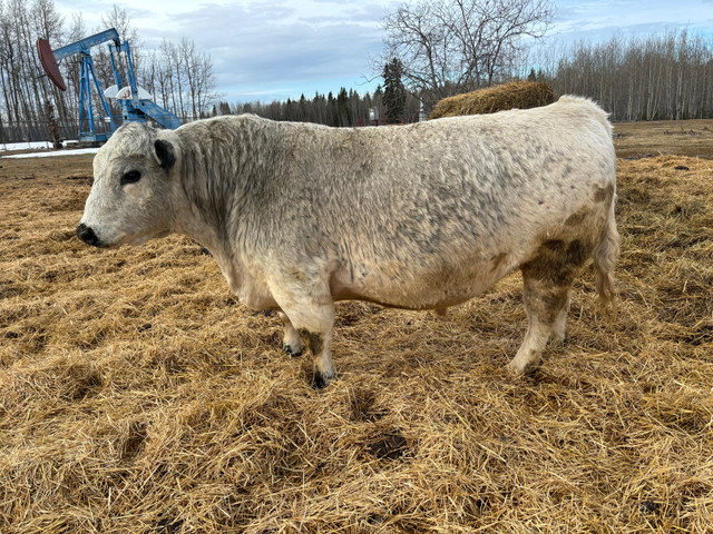 Registered speckle park bull in Livestock in St. Albert - Image 2
