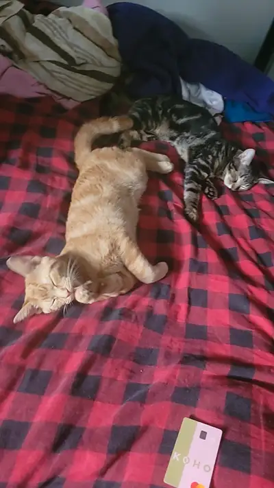 Cats for rehome, View more