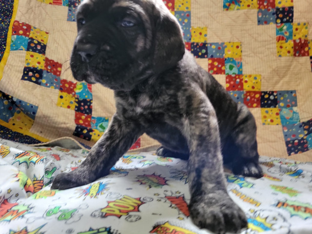 Cane Corso X Cane Corso/English Mastiff pups in Dogs & Puppies for Rehoming in Saskatoon - Image 3