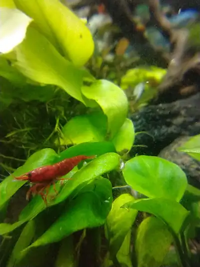 Crevette Neocaridina Bloody Mary, View more