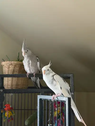 Couple Cockatiels , View more
