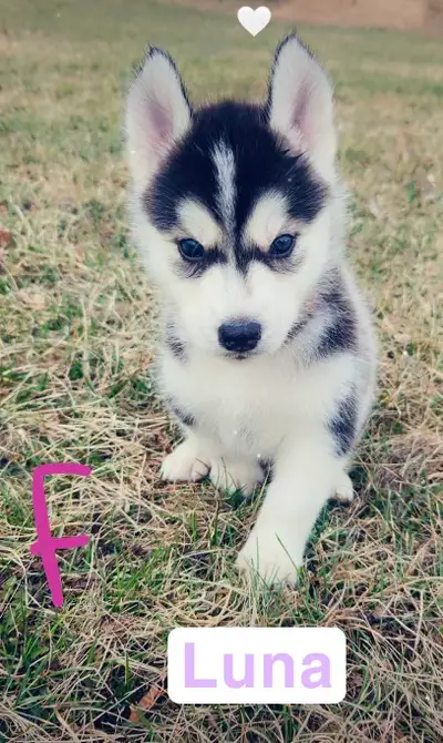 purebred syberain Husky puppys, View more