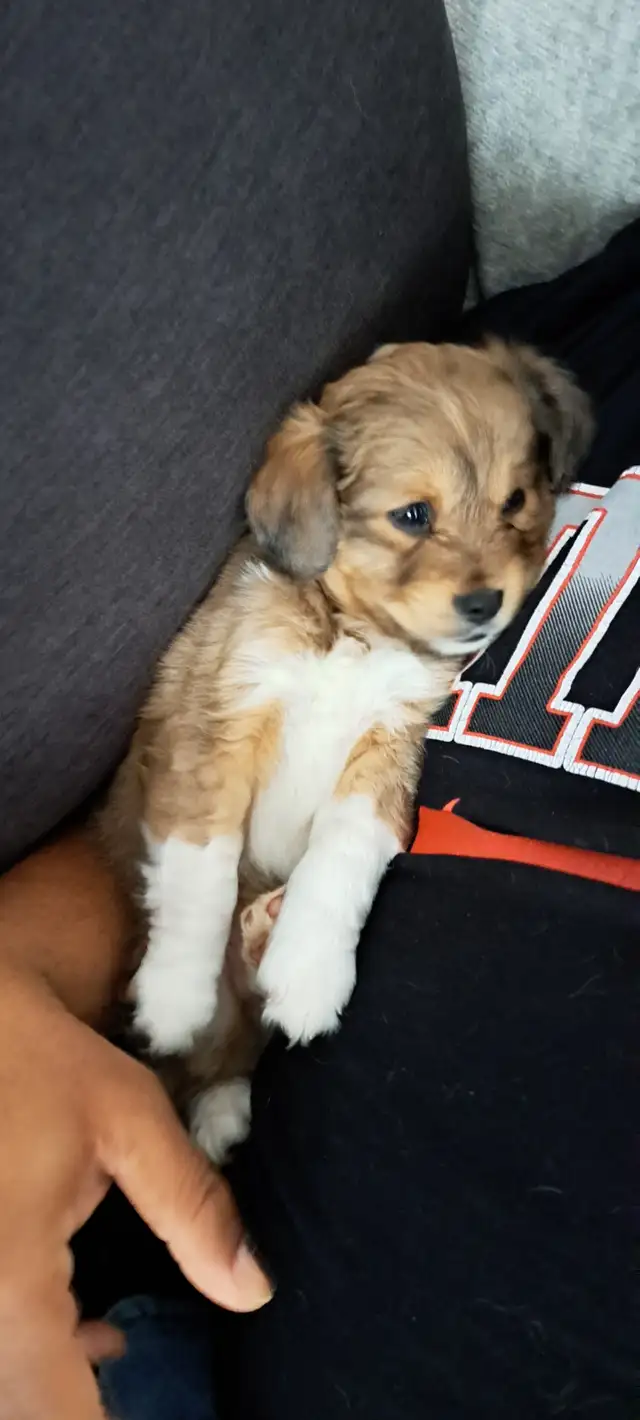 Bébé chiot in Dogs & Puppies for Rehoming in Gatineau - Image 2