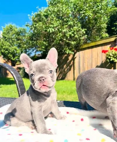 2 left puppies left have been to the vet and also now had their 2nd set of vaccinations done, and ve...