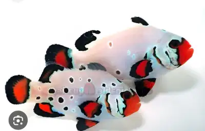 IOS Looking for breeding or large clownfish, View more