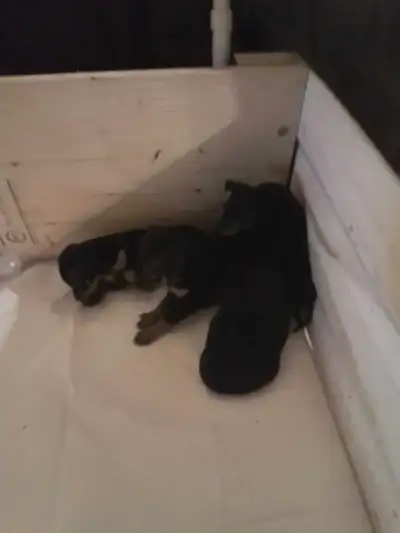 min pin puppies, View more