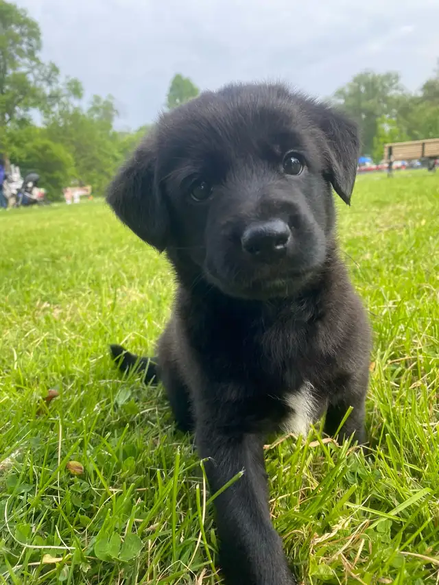 puppies looking forever home in Dogs & Puppies for Rehoming in Mississauga / Peel Region - Image 4