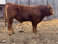 Registered Polled Limousin Bulls for sale