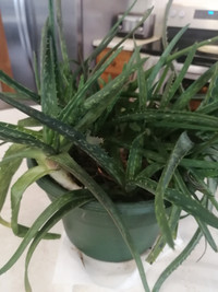 Plante Aloes, plante intérieur, pot de 8 pouces